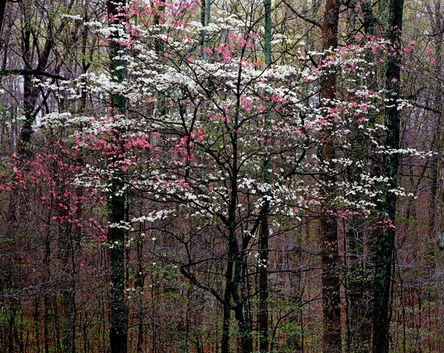 Christopher Burkett, ‘Pink and White Dogwoods, Kentucky’, n.d.