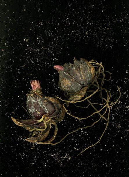 Nadege Meriau, ‘Tulipa’, 2016