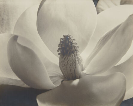 Imogen Cunningham, ‘Magnolia Blossom ('Formen Einer Blume')’, 1925
