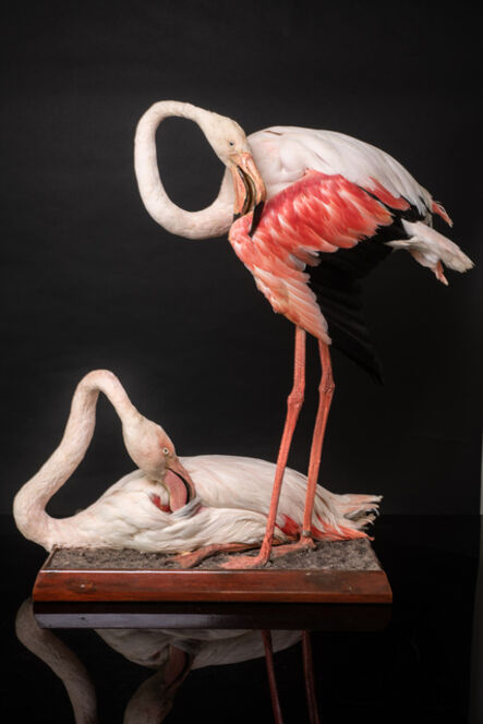 Unknown Artist, ‘Taxidermy of Two Lovely Pink Flamingos ’, before 1947
