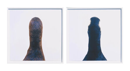 Roni Horn, ‘Diptych: Untitled Number 10 (Bird Pair: Cormorant & Goose )’, 2000