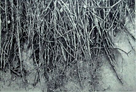Ahmet Duru, ‘Roots’, 2014