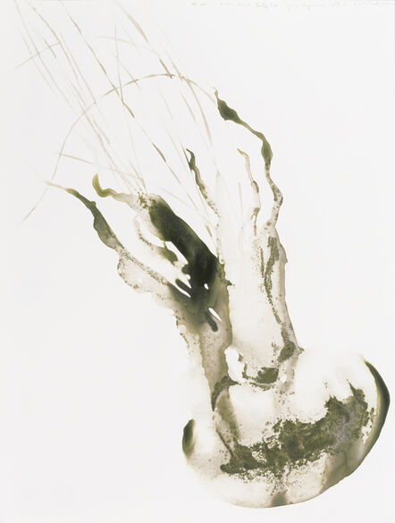 Alexis Rockman, ‘Lion’s Mane Jellyfish (Cyanea capillata)’, 2014