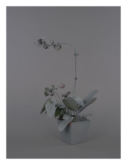Stephanie Syjuco, ‘Neutral Orchids (Dendrobium)’, 2016
