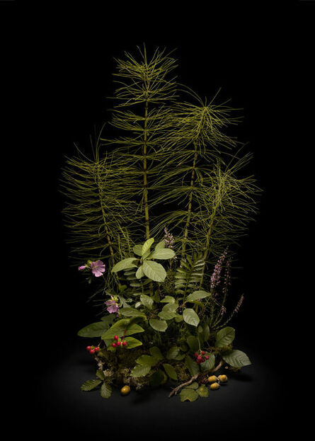Jasper Goodall, ‘Dark Flora #6 – Horsetail’, 2020