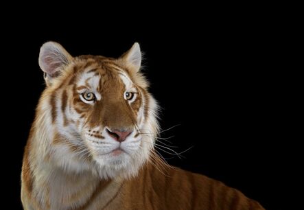 Brad Wilson, ‘Golden Tiger, #1, Monterey, CA’, 2014