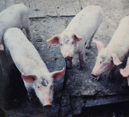 Glenn Goldstein, ‘3 Pigs in P.R.’, 2004