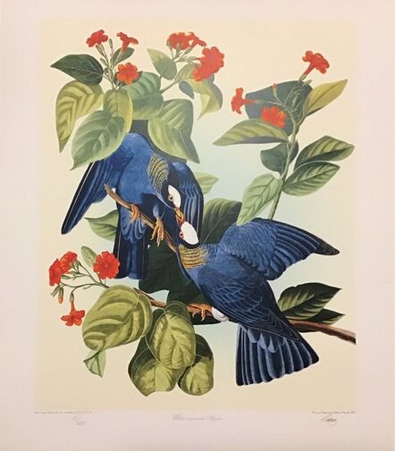 John James Audubon, ‘White Crowned Pigeon - Publisher's Proof  (Plate 177) Signed, Numbered ’, 1992