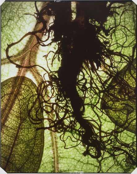 Maggie Foskett, ‘Rain Forest’, 1996