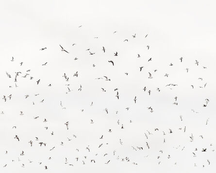 Uwe Langmann, ‘180 Birds’, 2020