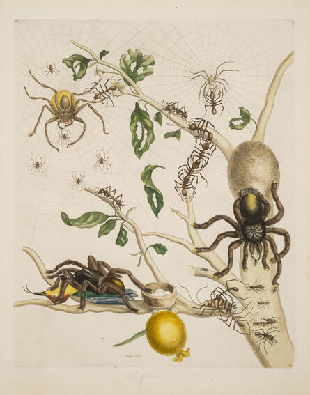 Maria Sibylla Merian, ‘Plate 18 from Dissertation in Insect Generations and Metamorphosis in Surinam’, 1719