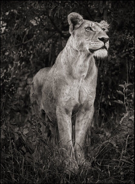 Nick Brandt, ‘Lioness Against Dark Foliage, Serengeti’, 2012