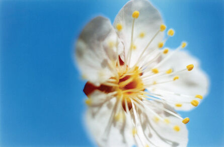 Mika Ninagawa, ‘Acid Bloom’, 2003