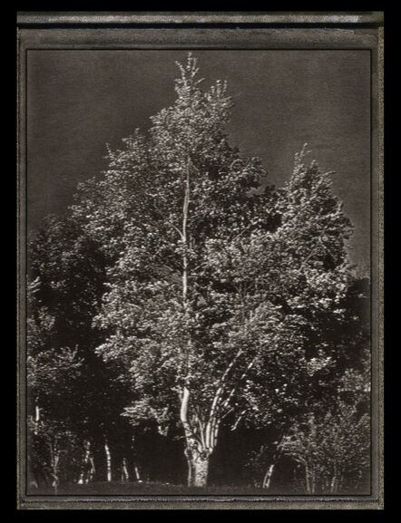 Albert Watson, ‘Tree’, 1978