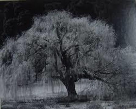 Edward Weston, ‘Willow Tree’, 1936