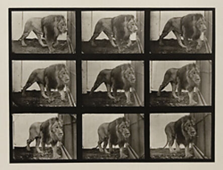 Eadweard Muybridge, ‘Plate 721. Lion; walking.’, 1887