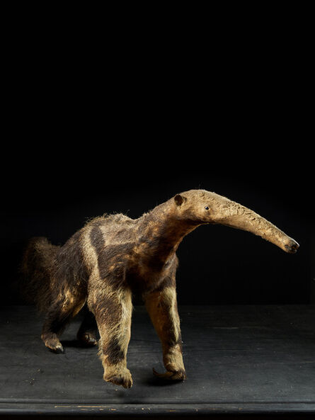 Unknown Artist, ‘Giant Anteater (Myrmecophaga tridactyla),II/B-mounted 1981’, before 1947