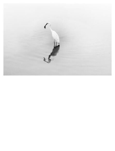 Robert Zhao Renhui, ‘Natural History (Egret)’, 2018