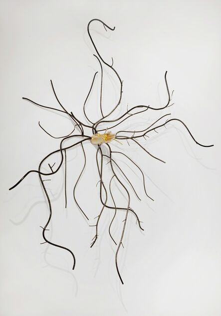 Dalya Luttwak, ‘Root of Beech Tree’, 2014