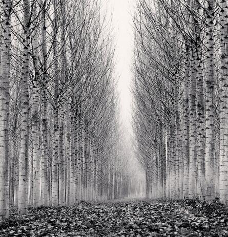 Michael Kenna, ‘Corridor of Leaves’, 2006