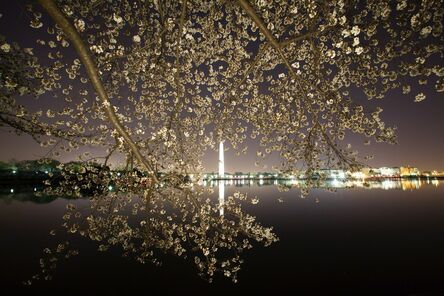 Frank Hallam Day, ‘Cherry Blossoms #44’, 2012