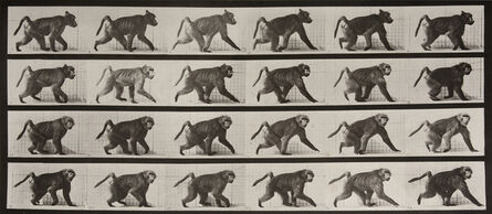 Eadweard Muybridge, ‘	 Animal Locomotion: Plate 748 (Baboon Walking on Four Legs)’, 1887
