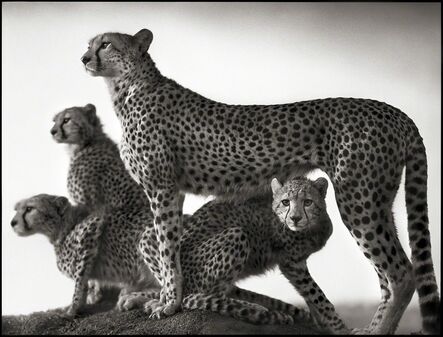 Nick Brandt, ‘Cheetah & Cubs, Maasai Mara’, 2003