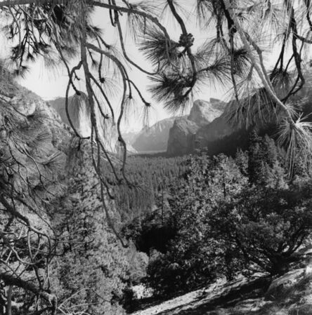Lee Friedlander, ‘Yosemite’, 2004