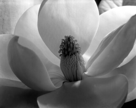Imogen Cunningham, ‘Magnolia Blossom, 1925’, c. 1979-1999
