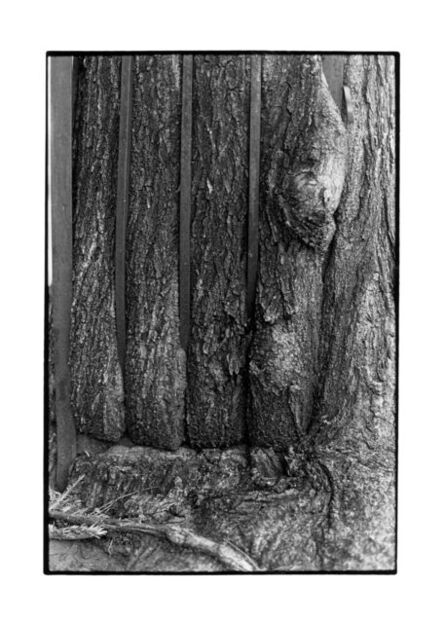 Zoe Leonard, ‘Tree + Fence, E. 6th St. (close-up)’, 1998/1999