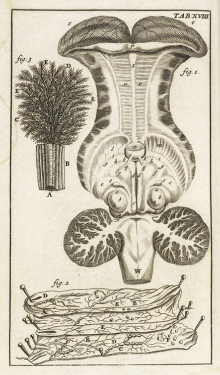 Steven Blankaart, ‘Tab. XVIII’, 1695