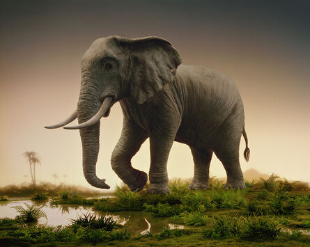 Didier Massard, ‘Elephant’, 2008
