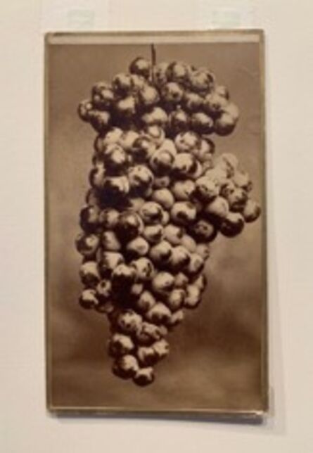 Anonymous, ‘Grapes’, ca. 1899