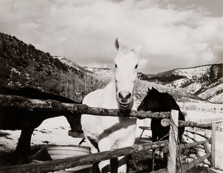 Andy Warhol, ‘Andy Warhol, Photograph of Horses in Aspen, 1980s’, 1980s