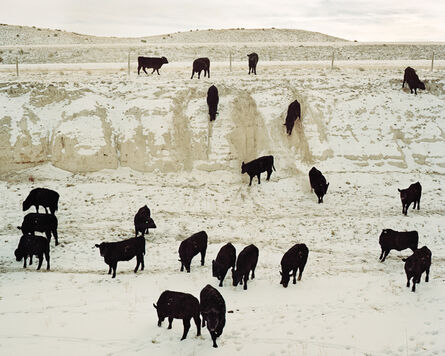 Benjamin Rasmussen, ‘Steers Coming to Feed, Chugwater, Wyoming’