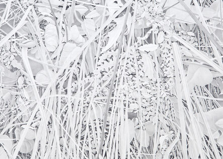 Bill Richards, ‘Reeds and Ferns’, 2013