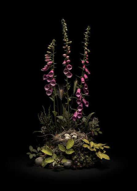 Jasper Goodall, ‘Dark Flora #5 - May Foxgloves’, 2020