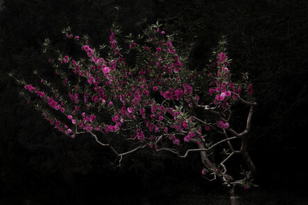 Shen Wei 沈玮 (b. 1977), ‘Peach Tree’, 2016