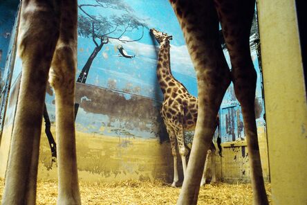 Rebecca Norris Webb, ‘Giraffe, Paris (from the series The Glass Between Us)’, 2002