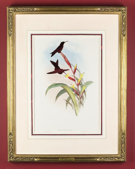 Brandon Ballengée, ‘RIP Turquoise-throated Puffleg Hummingbird: After John Gould, 1868’, 2015