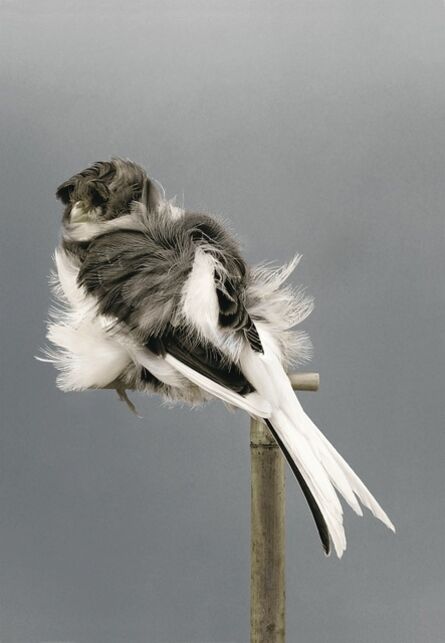 Carsten Höller, ‘Birds (9)’, 2006