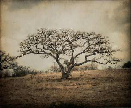 Kate Breakey, ‘Bare Tree, Mexico’