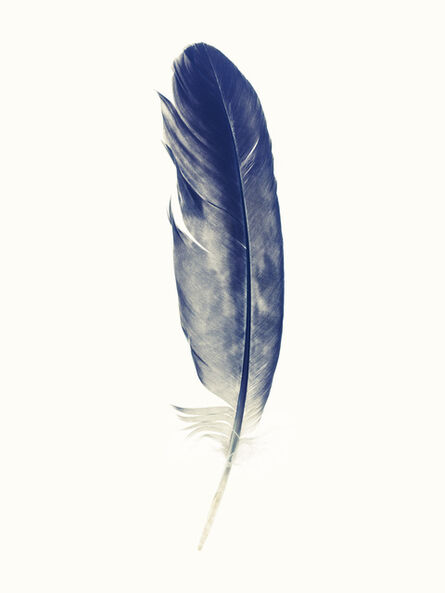 Lyle Owerko, ‘Eagle Hunter Feather 2’, 2015