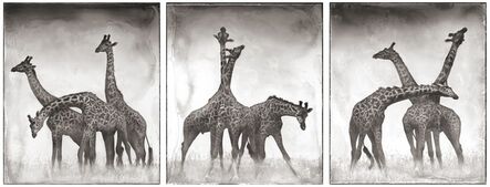 Nick Brandt, ‘Giraffe Triptych, Maasai Mara, 2005’, 2005