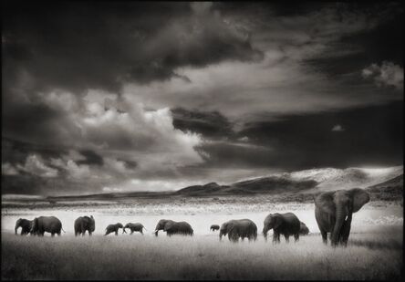 Nick Brandt, ‘Elephant Herd, Serengeti, 2001’, 2001