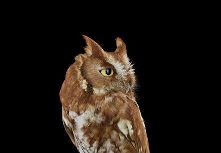 Brad Wilson, ‘Eastern Screech Owl #2, St. Louis, MO’, 2012