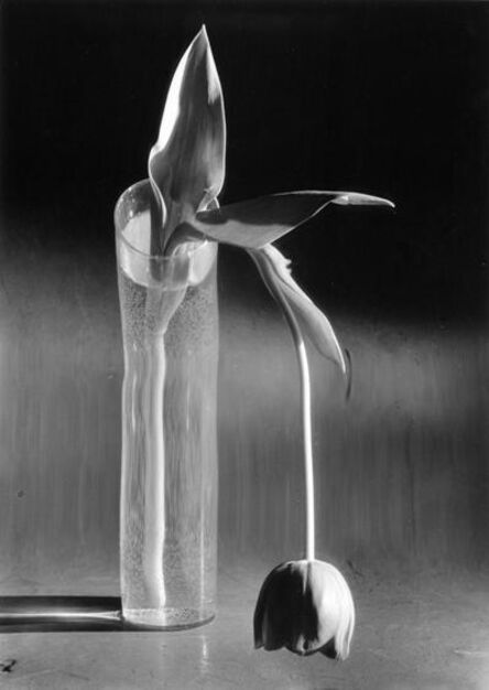 André Kertész, ‘Melancholic Tulip’, 1939