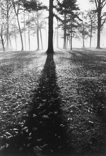 Alfred Eisenstaedt, ‘Shadows in the Forest, Autumn, White Sulphur Springs, West Virginia’, 1937