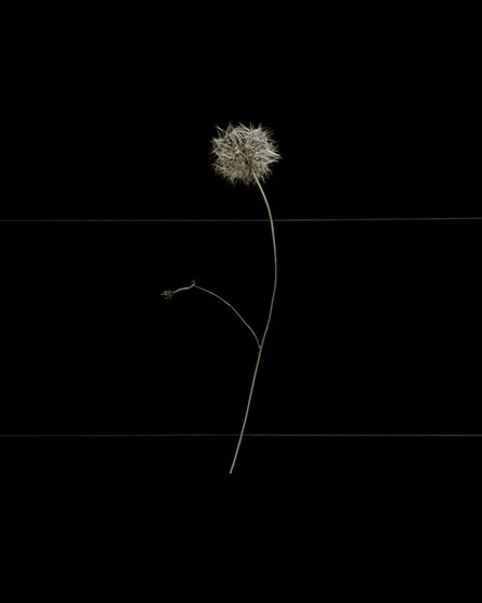 Brigitte Lustenberger, ‘Flowers XVIII’, 2016