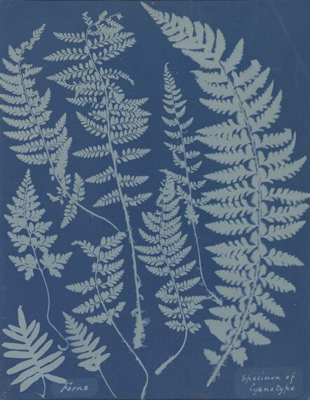 Anna Atkins, ‘Ferns. Specimen of Cyanotype’, 1840s